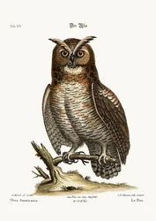 The Great Horned Owl